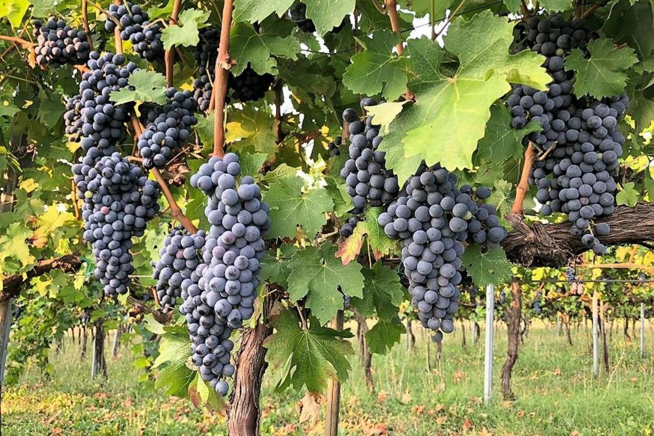 Agriturismo Podere Prasiano Marano sul Panaro Zewnętrze zdjęcie